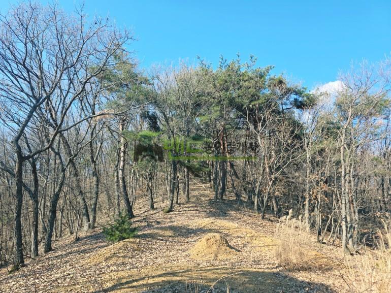 용인시 처인구 이동읍 묘봉리  매매 이동읍 497평 묘자리매매 39,760만원 | 10032 사진 2